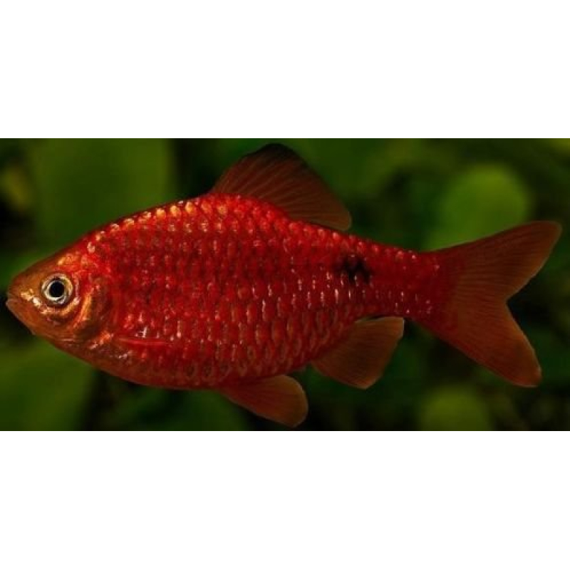 Prachtbarbeel super red 3-4cm